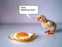 /album/imagenes/pollo-triste-jpg/